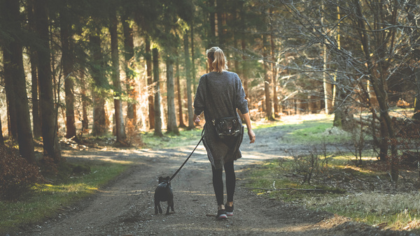 a person, viewed from behind, walking their dog down a path in the woods