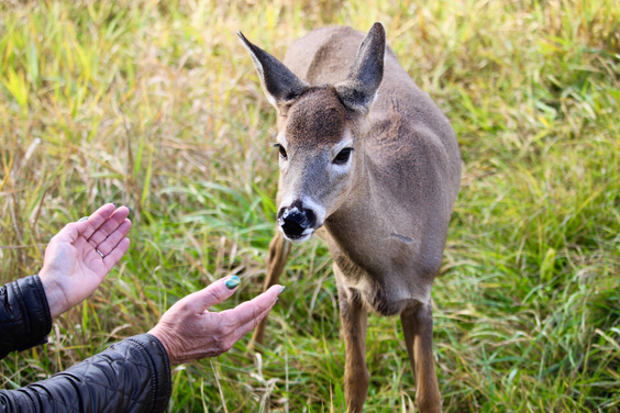 A deer approaching a human's hand in a field